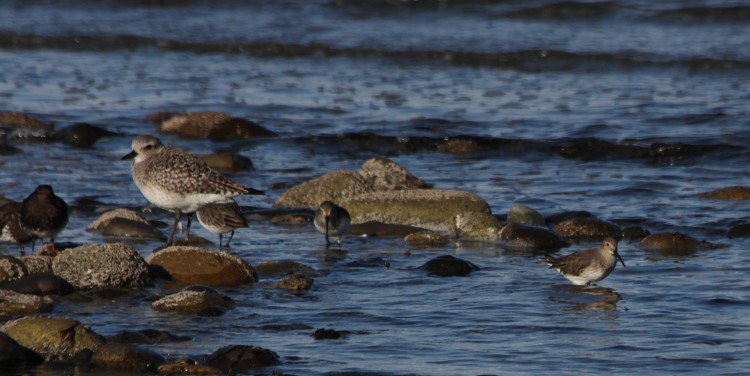 Shorebirds: Black Turnstone, Black-bellied Plover, Dunlin